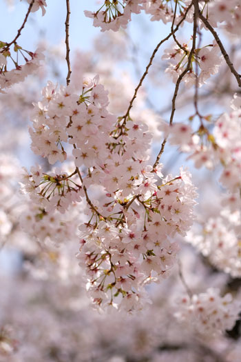 210328-今年の桜.jpg